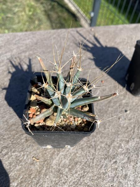 Leuchtenbergia principis
